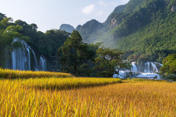 Ban Gioc waterfall with rice field in harvest time in Cao Bang, Vietnam