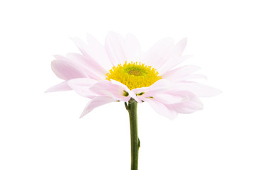 pink chrysanthemum isolated