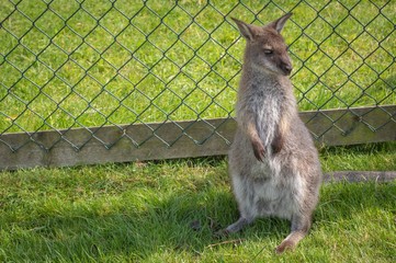 Small kangaroo in the grass in front of a fence