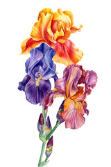 bouquet of flowers irises on an isolated white background, watercolor painting, botanical illustration, wedding card, summer plants