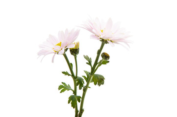 pink chrysanthemum isolated