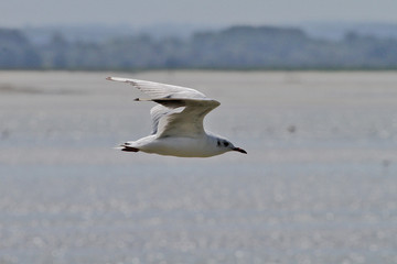 Mouette en vol
