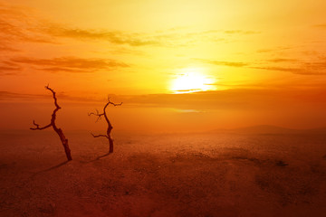 Heatwave on the desert with dead trees and glowing sun background