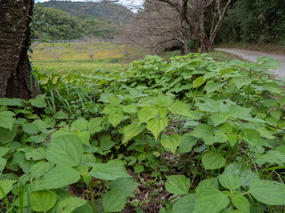 里山の風景