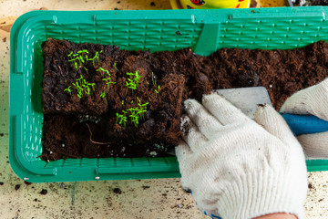Plant transplantation process close up. Gardening accessories