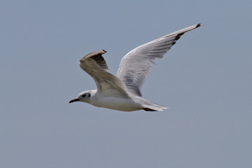 Mouette en vol
