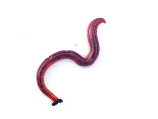 シマミミズの白バック