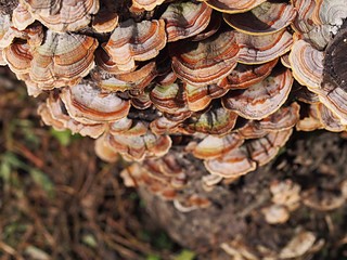 チャウロコタケの群生