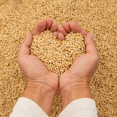 Hands holding barley grain in a heart shape