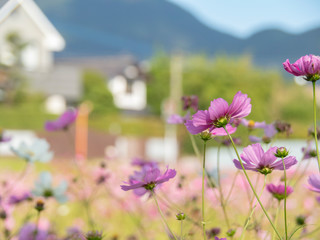 Obraz premium コスモスの花