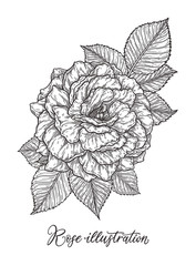 Rose flower hand drawn in lines. Black and white monochrome graphic doodle elements. Isolated vector illustration, template for design