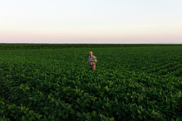 Fototapeta premium Senior farmer standing in soybean field examining crop at sunset.