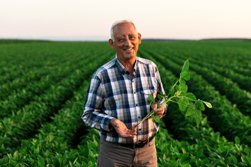 Senior farmer standing in soybean field examining crop at sunset. © Zoran Zeremski