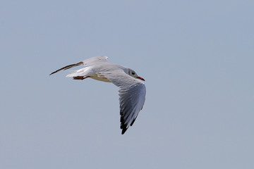 Mouette en vol