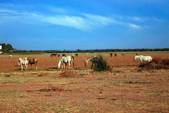 mares with their foals grazing in freedom, in a Spanish natural park