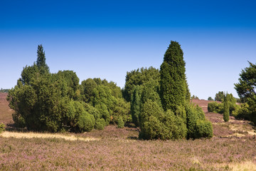 Landscape with flowering heather (Calluna vulgaris) nature reserve Lueneburg Heath, Lower Saxony, Germany, Europe