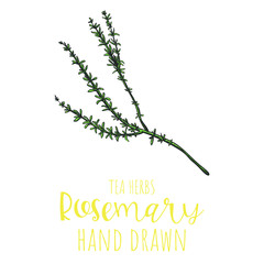 Rosemary herb hand drawn vector illustration, isolated herbal tea sketch.