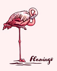 pink flamingo gracefully stands on one leg