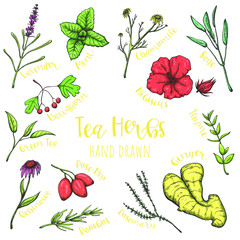 Herbs for tea hand drawn vector set, isolated sketched herbal illustrations.