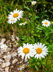 Fototapeta premium Leucanthemum vulgare Lam. - Beautifully blooming flowers in a natural environment.