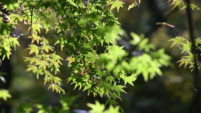 春や初夏のイメージに使いやすい綺麗な前ボケの新緑の紅葉の動画