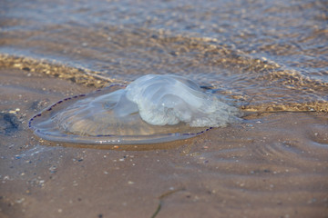 Jellyfish with tentacles © deviddo