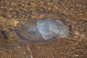 Jellyfish with tentacles © deviddo