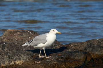 Beautiful young seagull