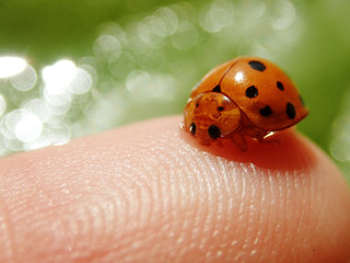 Asian bettle or known as lady bug