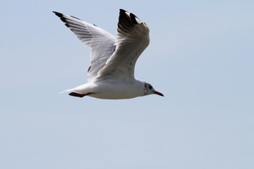 Mouette en vol