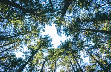 Fototapeta premium trees in forest