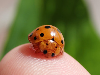 Asian bettle or known as lady bug
