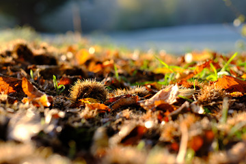 Sycamore leaves in the counter light of sunrise on a frosty meadow under the blue morning sky in autumn