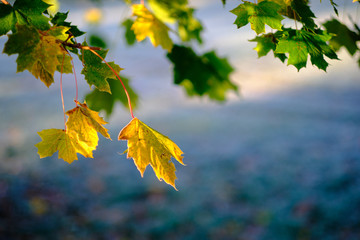 Sycamore leaves in the counter light of sunrise on a frosty meadow under the blue morning sky in autumn