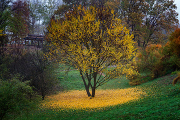Obrazy na Szkle  Piękne jesienne drzewo z opadłymi żółtymi liśćmi wokół.