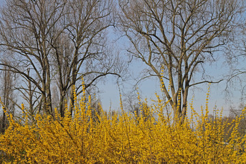 Forsythie am Waldrand