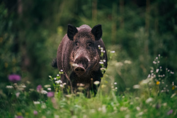 Portrait of a wild boar on a meadow with flowers.