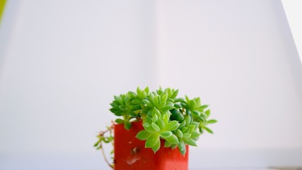 succulents in a pot