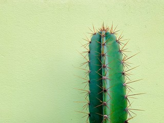 cactus on whote background.