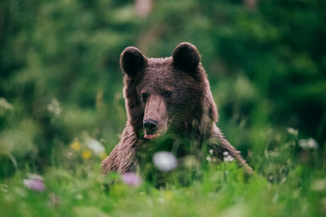 Fototapeta premium Carpathian brown bear in the wilderness