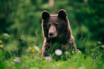 Fototapeta na wymiar Carpathian brown bear in the wilderness