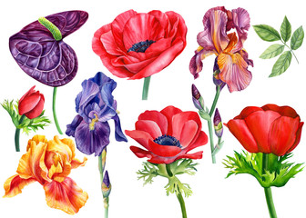 Set of beautiful flowers, anthurium, anemone, irises on an isolated white background, watercolor...