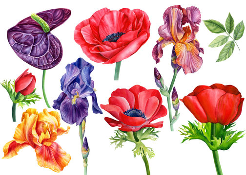 Set of beautiful flowers, anthurium, anemone, irises on an isolated white background, watercolor illustration, hand drawing, botanical painting