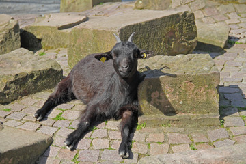 schwarze Ziege