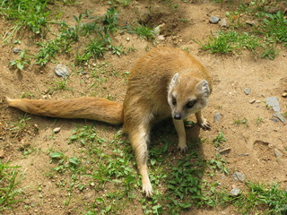 meerkat in zoo
