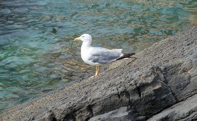 Beautiful sea gull on a stone by the sea