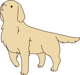 ゴールデンレトリバー（興味津々）