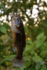 Summer fishing on the lake, Perccottus glenii