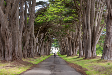 Cypress Tree Tunnel at Point Reyes National Seashore, California, USA