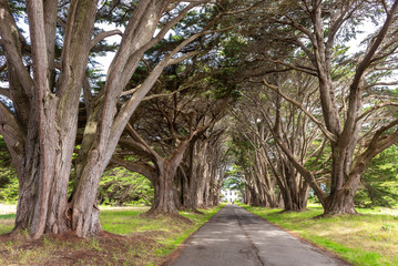 Cypress Tree Tunnel at Point Reyes National Seashore, California, USA